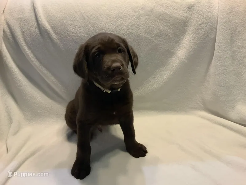 Marshmallow  – Labrador Retriever puppy for sale in Naples, FL