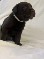 Marshmallow , a male Labrador Retriever for sale in Naples, FL – Photo 2 of 2