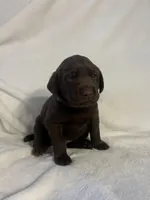 Honey, a female Labrador Retriever for sale in Naples, FL – Photo 1 of 3