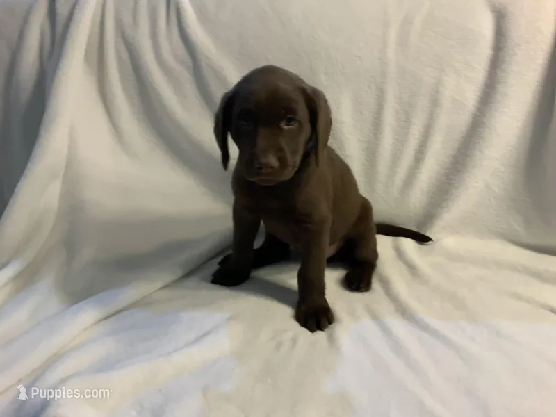 Honey – Labrador Retriever puppy for sale in Naples, FL