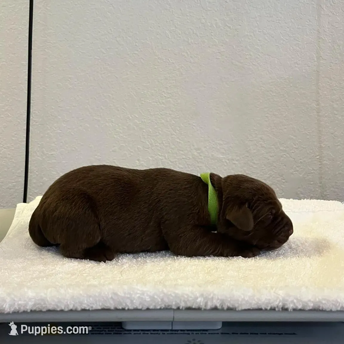 Bear, a male Labrador Retriever for sale in Naples, FL – Photo 2 of 9