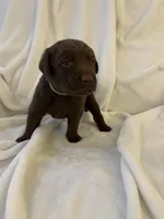 Bear, a male Labrador Retriever for sale in Naples, FL – Photo 7 of 9