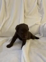 Bear, a male Labrador Retriever for sale in Naples, FL – Photo 6 of 9