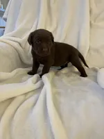 Bear, a male Labrador Retriever for sale in Naples, FL – Photo 8 of 9