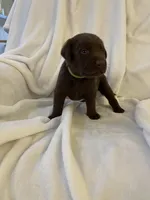 Bear, a male Labrador Retriever for sale in Naples, FL – Photo 4 of 9