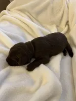 Cinnamon, a female Labrador Retriever for sale in Naples, FL – Photo 2 of 5