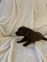 Bear, a male Labrador Retriever for sale in Naples, FL – Photo 9 of 9