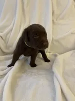 Bear, a male Labrador Retriever for sale in Naples, FL – Photo 3 of 9