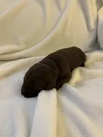 Cinnamon, a female Labrador Retriever for sale in Naples, FL – Photo 5 of 5