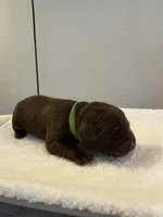 Bear, a male Labrador Retriever for sale in Naples, FL – Photo 1 of 9