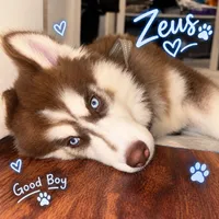 Zeus , a male Siberian Husky for sale in Plano, TX – 3 of 4