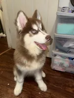 Zeus , a male Siberian Husky for sale in Plano, TX – 2 of 4