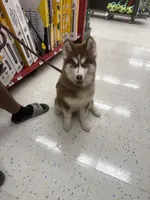Zeus , a male Siberian Husky for sale in Plano, TX – 1 of 4