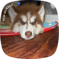Zeus , a male Siberian Husky for sale in Plano, TX – 4 of 4
