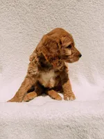 Winston, a male Goldendoodle for sale in Batesville, AR – Photo 4 of 5