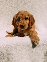 Winston, a male Goldendoodle for sale in Batesville, AR – Photo 3 of 5