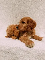 Winston, a male Goldendoodle for sale in Batesville, AR – Photo 5 of 5