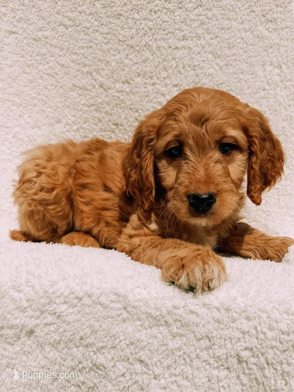 Winston – Goldendoodle puppy for sale in Batesville, AR