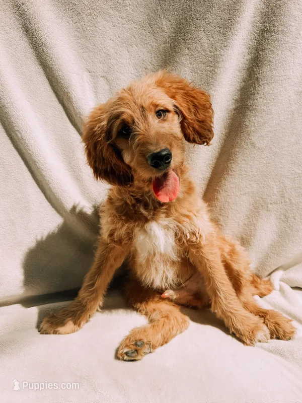 Winston – Goldendoodle puppy for sale in Batesville, AR