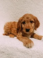 Winston, a male Goldendoodle for sale in Batesville, AR – Photo 2 of 5