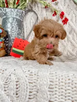 Pink, a female Maltipoo for sale in Batesville, AR – Photo 3 of 3
