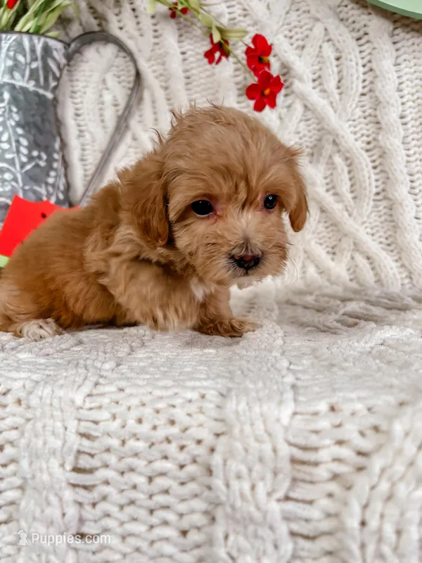 Pink, a female Maltipoo for sale in Batesville, AR – Photo 1 of 3