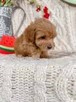 Pink, a female Maltipoo for sale in Batesville, AR – Photo 2 of 3