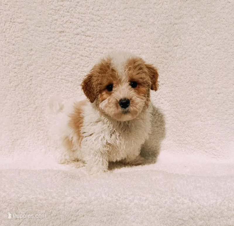Andy – Maltipoo puppy for sale in Batesville, AR