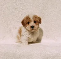 Andy, a male Maltipoo for sale in Batesville, AR – Photo 1 of 5