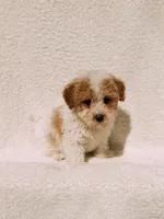 Andy, a male Maltipoo for sale in Batesville, AR – Photo 4 of 5