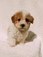 Andy, a male Maltipoo for sale in Batesville, AR – Photo 5 of 5