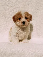 Andy, a male Maltipoo for sale in Batesville, AR – Photo 3 of 5