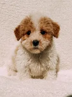 Andy, a male Maltipoo for sale in Batesville, AR – Photo 2 of 5