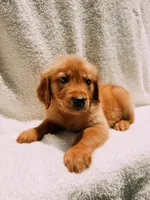 Tan, a male Golden Retriever for sale in Batesville, AR – 4 of 9
