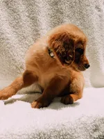 Tan, a male Golden Retriever for sale in Batesville, AR – 6 of 9