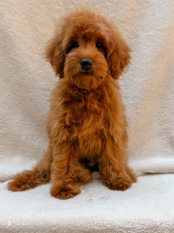 Red – Cavapoo puppy for sale in Batesville, AR