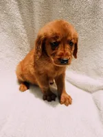 Red, a male Golden Retriever for sale in Batesville, AR – 5 of 9