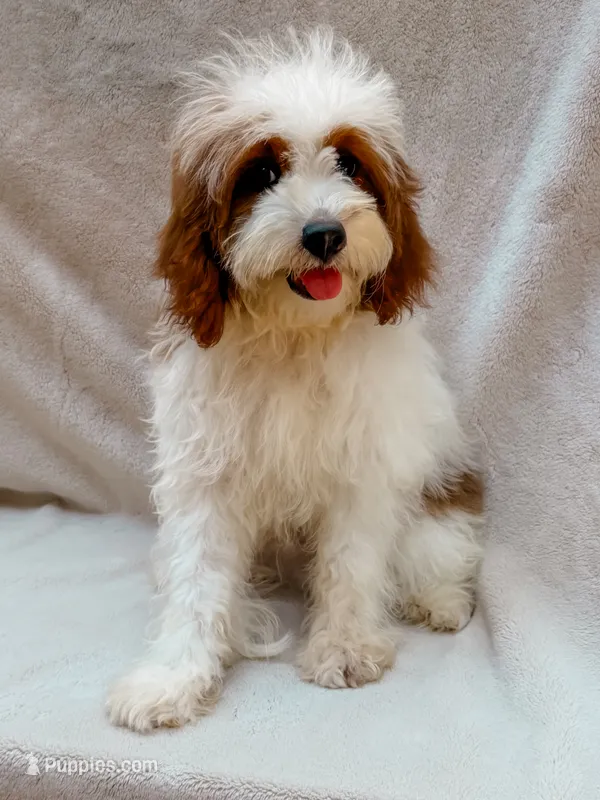 Milo – Cavapoo puppy for sale in Batesville, AR