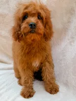 Copper, a male Cavapoo for sale in Batesville, AR – 6 of 7