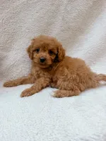 Pink, a female Cavapoo for sale in Batesville, AR – 3 of 5