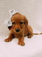Silver, a female Golden Retriever for sale in Batesville, AR – 1 of 4