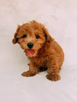 Chester, a male Maltipoo for sale in Batesville, AR – 4 of 8
