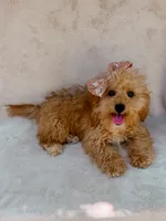Elsie, a female Maltipoo for sale in Batesville, AR – 3 of 10