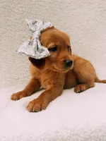 Silver, a female Golden Retriever for sale in Batesville, AR – 3 of 4