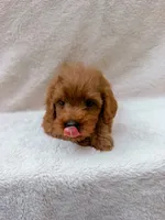 Red, a male Cavapoo for sale in Batesville, AR – 6 of 8
