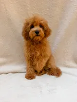 Green, a male Cavapoo for sale in Batesville, AR – 9 of 10