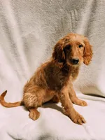 Willow, a female Goldendoodle for sale in Batesville, AR – 3 of 4