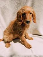 Willow, a female Goldendoodle for sale in Batesville, AR – 2 of 4