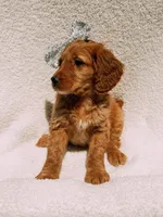 Willow, a female Goldendoodle for sale in Batesville, AR – Photo 5 of 8