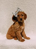 Willow, a female Goldendoodle for sale in Batesville, AR – Photo 2 of 8